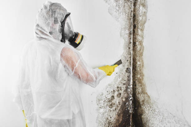 Best Local Mold Removal Service  in New Burlington, OH