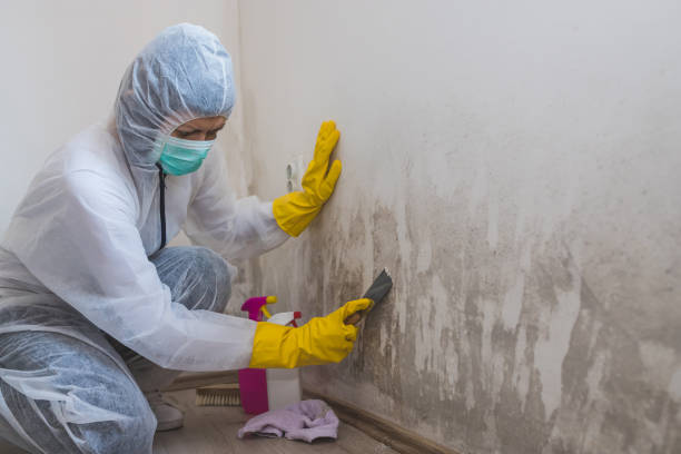 Best Emergency Mold Removal  in New Burlington, OH