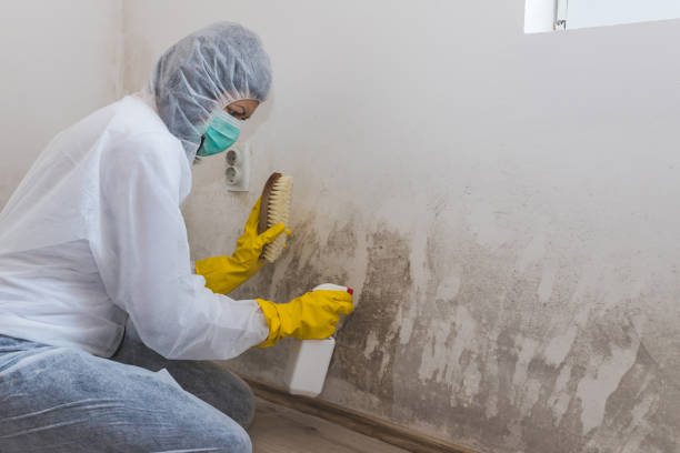 Best Mold Cleaning Services  in New Burlington, OH