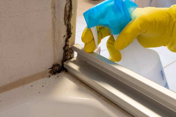 Best Attic Mold Removal  in New Burlington, OH