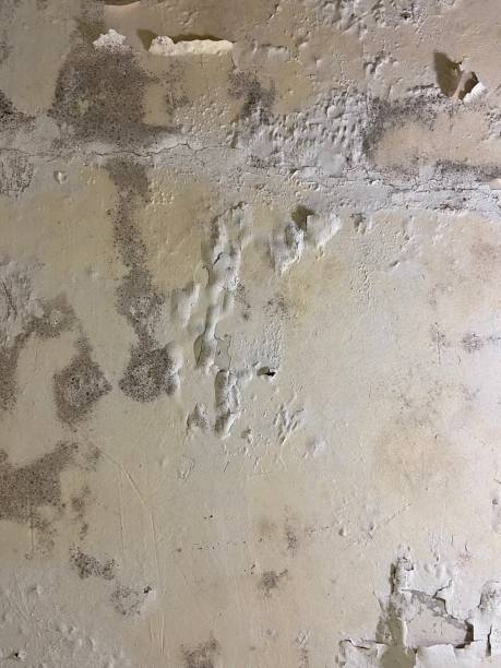 Best Mold Testing  in New Burlington, OH