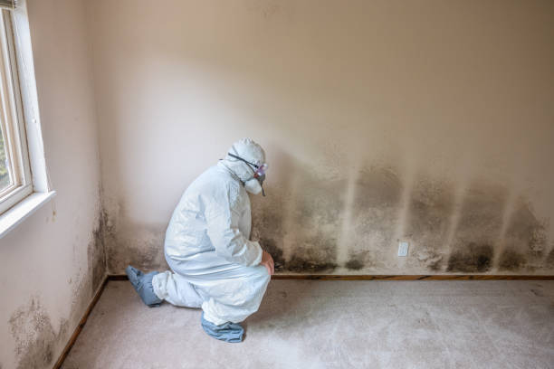 Best Certified Mold Removal  in New Burlington, OH