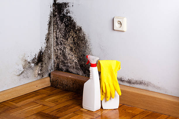 Best Certified Mold Removal  in New Burlington, OH
