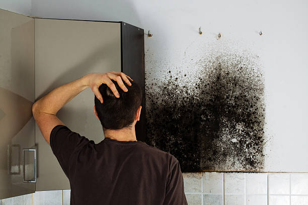 Best Affordable Mold Removal  in New Burlington, OH