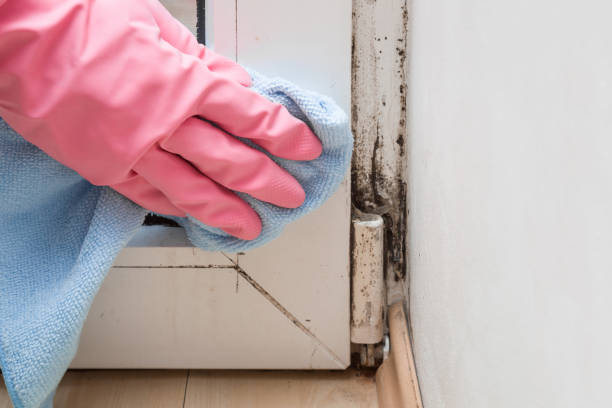 Best Affordable Mold Removal  in New Burlington, OH