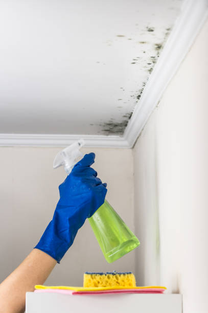 Best Office Mold Removal Services  in New Burlington, OH